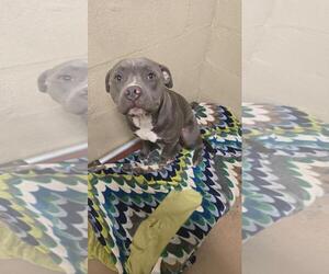 American Pit Bull Terrier Dogs for adoption in Texas City, TX, USA