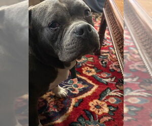 American Pit Bull Terrier-Bulldog Mix Dogs for adoption in Holly Springs, NC, USA