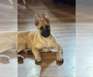 Small German Shepherd Dog-Mastiff Mix