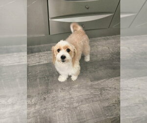 Maltese-Unknown Mix Dogs for adoption in Plantation, FL, USA