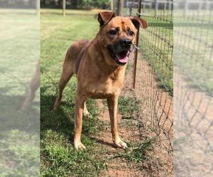 Mutt Dogs for adoption in Shelburne, VT, USA