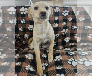 Labrador Retriever-Unknown Mix Dogs for adoption in El Centro, CA, USA