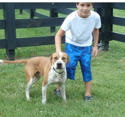 Boxer-Unknown Mix Dogs for adoption in Nashville, TN, USA