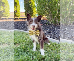 Mutt Dogs for adoption in Sandy, UT, USA