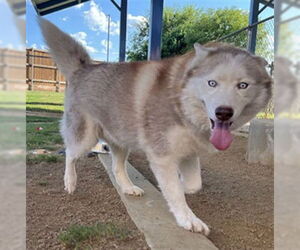 - Mix Dogs for adoption in Plano, TX, USA