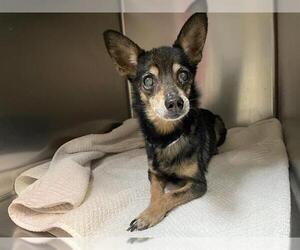 Chihuahua Dogs for adoption in Pasadena, CA, USA