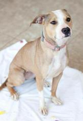 Italian Greyhound-Unknown Mix Dogs for adoption in Rochester, NY, USA