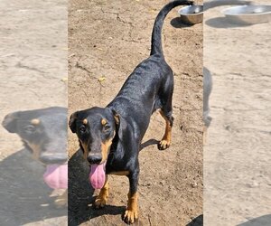 Doberman Pinscher-Unknown Mix Dogs for adoption in Woodland , CA, USA
