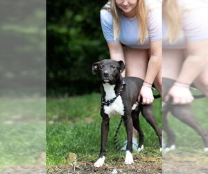 Border Collie-Unknown Mix Dogs for adoption in Belleville, IL, USA