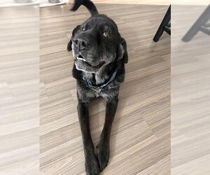 Chinese Shar-Pei-Labrador Retriever Mix Dogs for adoption in San Antonio, TX, USA