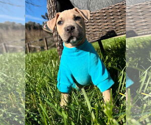 American Pit Bull Terrier Dogs for adoption in La Vergne, TN, USA