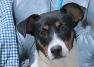 Medium Photo #1 Pembroke Welsh Corgi-Rat Terrier Mix Puppy For Sale in Yardley, PA, USA