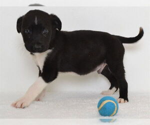 Australian Cattle Dog-Border Collie Mix Dogs for adoption in Oroville, CA, USA