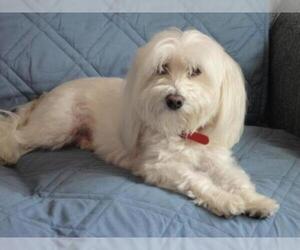 Medium Photo #1 Cotonese Puppy For Sale in Newaygo, MI, USA
