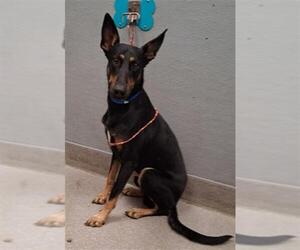 Doberman Pinscher-Unknown Mix Dogs for adoption in Las Vegas, NV, USA