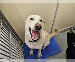 Shepradors Dogs for adoption in Santa Cruz, CA, USA
