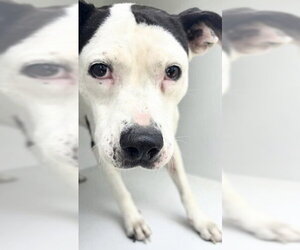 Mutt Dogs for adoption in Houston, TX, USA