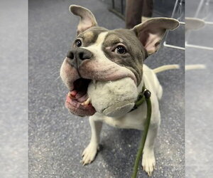 Mutt Dogs for adoption in Anchorage, AK, USA