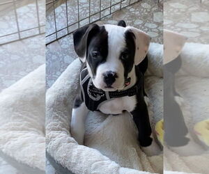 American Bulldog Dogs for adoption in Doylestown, PA, USA