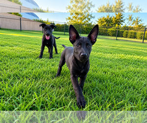 Labrador Retriever-Unknown Mix Dogs for adoption in Clovis, CA, USA