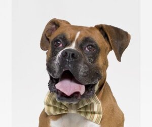 Boxer Dogs for adoption in Santa Barbara, CA, USA