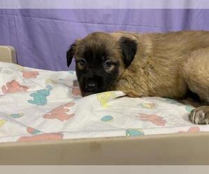German Shepherd Dog-Unknown Mix Dogs for adoption in Modesto, CA, USA