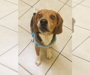 Beagle Dogs for adoption in Staley, NC, USA