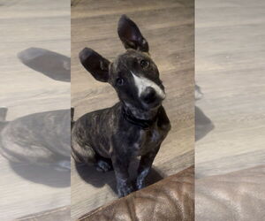 Medium Photo #2 Boston Terrier-Bull Terrier Mix Puppy For Sale in Mouth Of Wilson, VA, USA