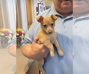 Chihuahua-Unknown Mix Dogs for adoption in Landenberg, PA, USA