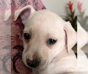 Labrador Retriever Dogs for adoption in San Antonio, TX, USA