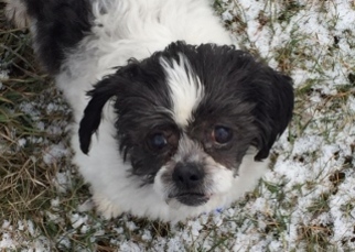 Shih Tzu Dogs for adoption in Polson, MT, USA