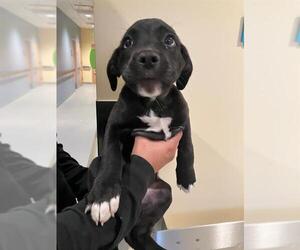 Labrador Retriever-Unknown Mix Dogs for adoption in Orange, CA, USA