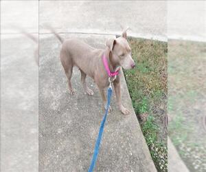 American Pit Bull Terrier Dogs for adoption in Conroe, TX, USA