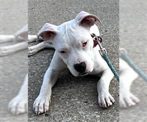 American Pit Bull Terrier-Unknown Mix Dogs for adoption in Tulsa, OK, USA