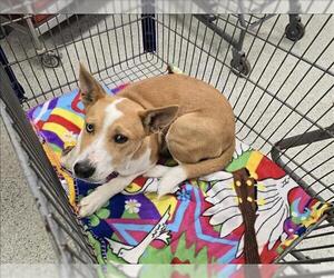 Labrador Retriever-Unknown Mix Dogs for adoption in Conroe, TX, USA