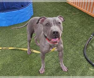 American Pit Bull Terrier-Unknown Mix Dogs for adoption in Las Vegas, NV, USA
