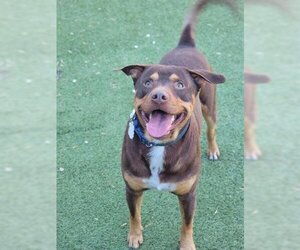 Rottweiler-American Pit Bull Terrier Dogs for adoption in Newton, NC, USA