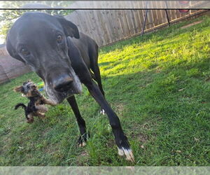 Great Dane Dogs for adoption in Bullard, TX, USA