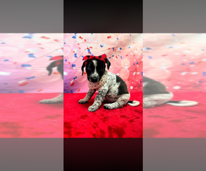 Mutt Dogs for adoption in Springdale, PA, USA