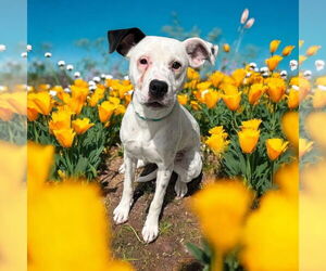 Dalmatian-Pointer Mix Dogs for adoption in Glen Allen, VA, USA