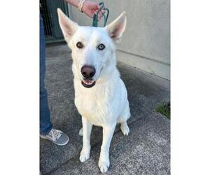 Siberian Husky-Unknown Mix Dogs for adoption in Santa Rosa, CA, USA