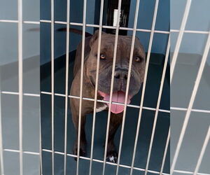 American Pit Bull Terrier-Unknown Mix Dogs for adoption in Pasadena, CA, USA