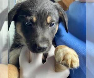 Border Collie Dogs for adoption in San Pablo, CA, USA