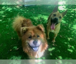 Chow Chow Dogs for adoption in Raleigh, NC, USA