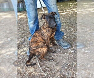 Mutt Dogs for adoption in Golden Valley, AZ, USA