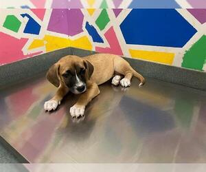 American Pit Bull Terrier-Labrador Retriever Mix Dogs for adoption in Baytown, TX, USA