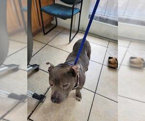 American Staffordshire Terrier Dogs for adoption in St. Cloud, FL, USA