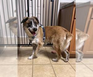 Australian Shepherd-Unknown Mix Dogs for adoption in San Antonio, TX, USA