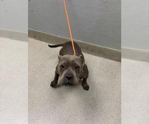 Staffordshire Bull Terrier-Unknown Mix Dogs for adoption in Las Vegas, NV, USA