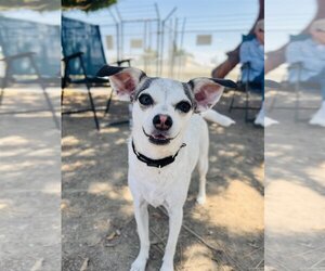 Rat Terrier-Unknown Mix Dogs for adoption in Seal Beach, CA, USA